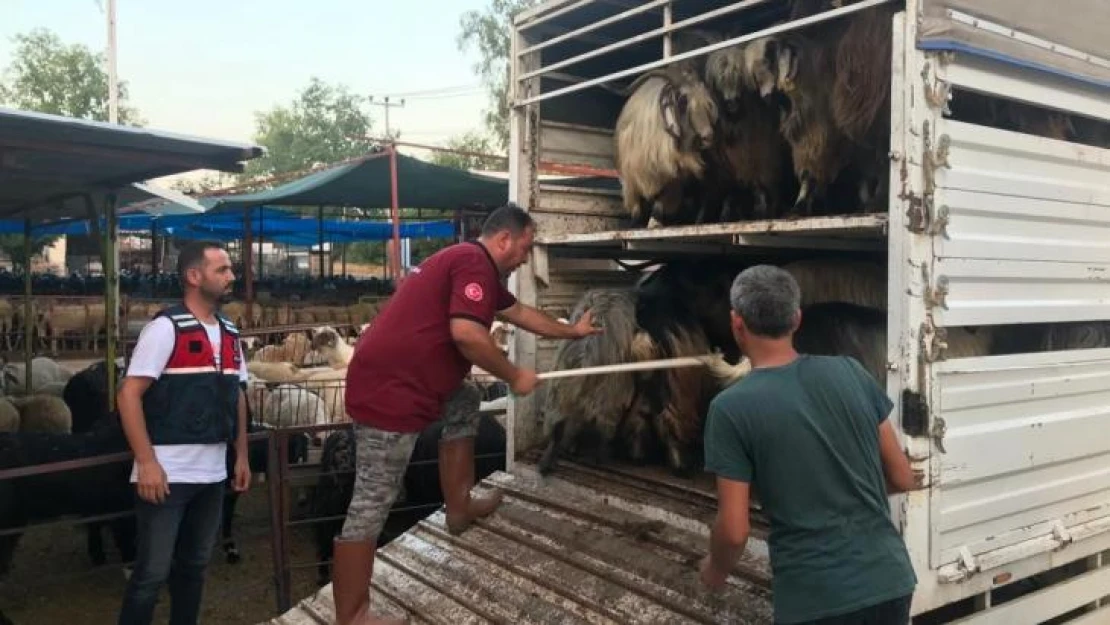 Daha fazla para kazanma vaadiyle elindeki hayvanlarından da olacaktı