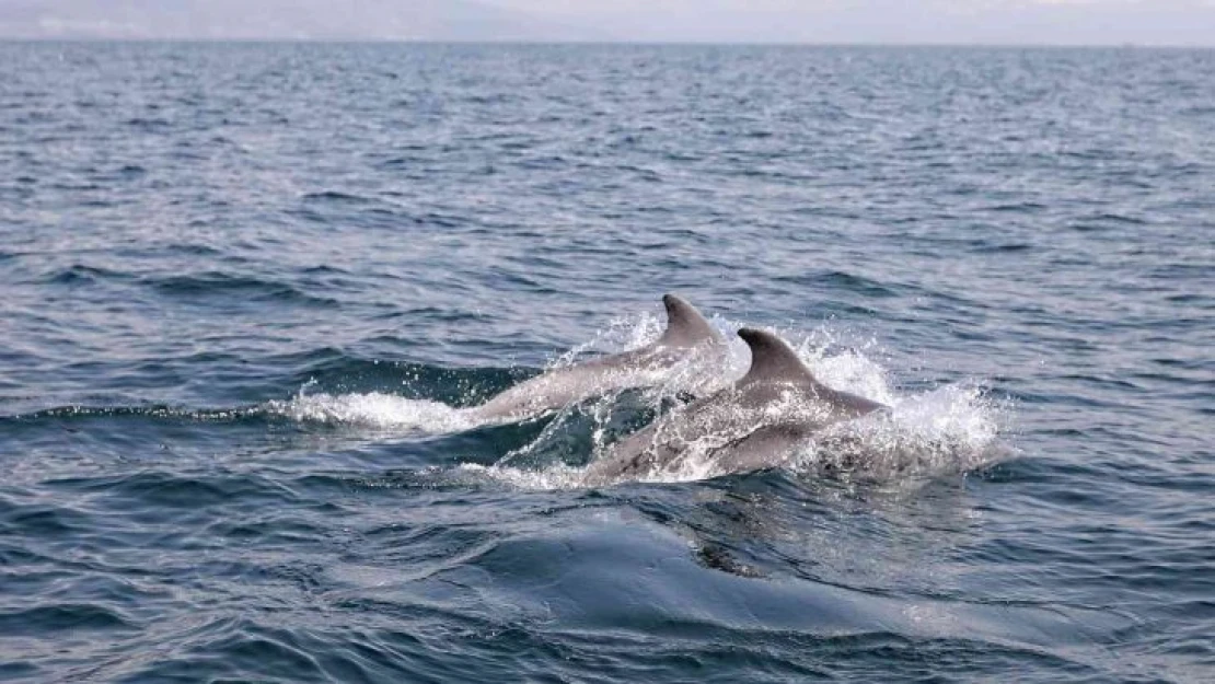 Dans eden yunuslar Mudanya'da görüntülendi