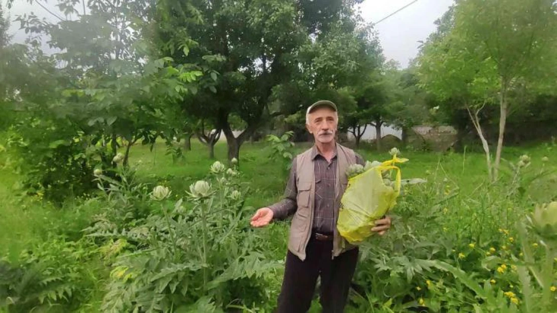 Denemek için atıl durumdaki arazisine enginar ekti, rekolte karşısında büyük şaşkınlık yaşadı