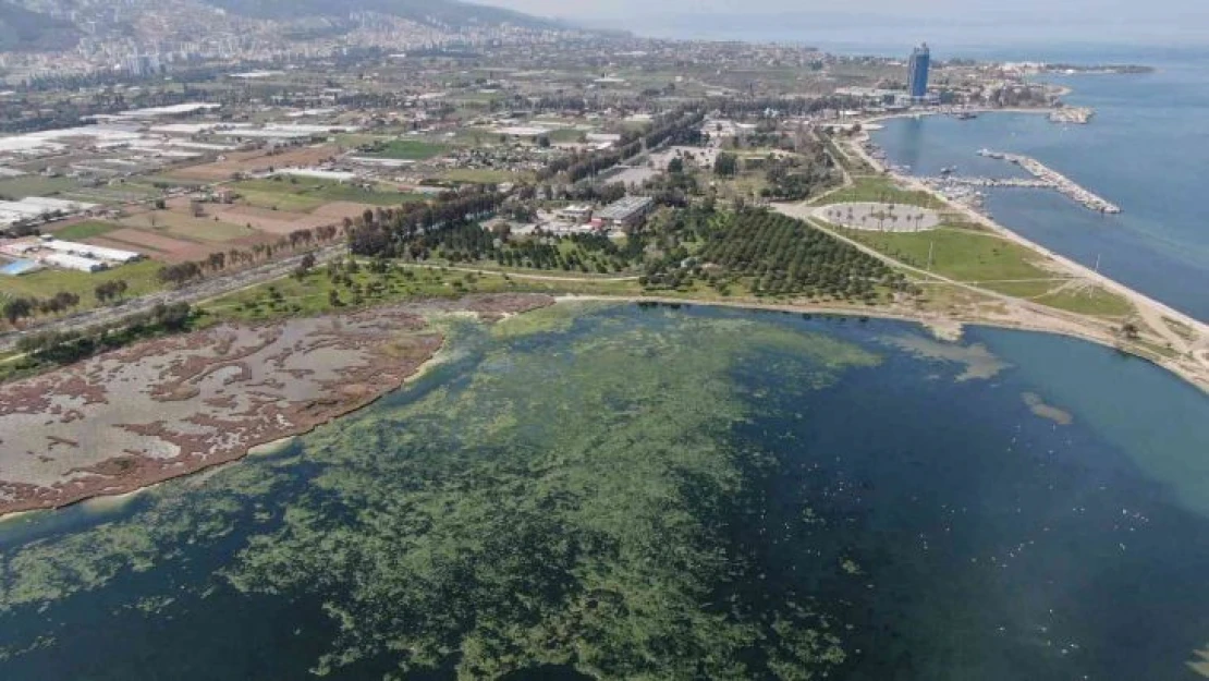 Deniz marulu İzmir'de yeniden görüldü