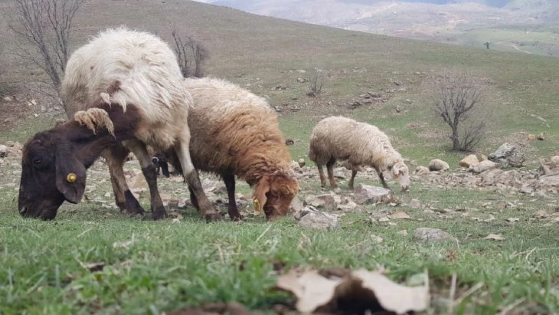 Derecik'te koyunlar meralara çıkmaya başladı