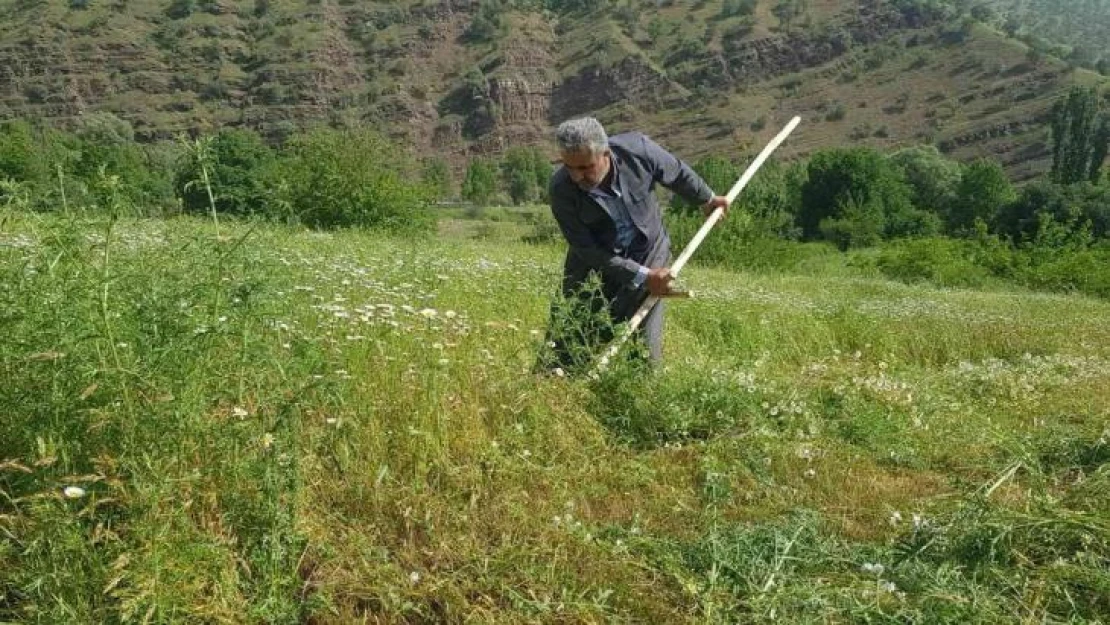 Derecik'te tırpanla ot biçme sezonu başladı