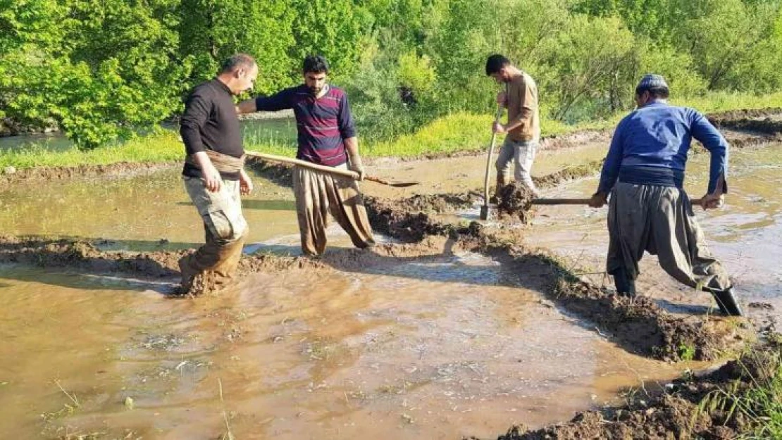 Derecik'te zorlu çeltik ekimi başladı