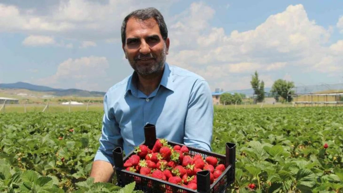 Devlet desteğiyle çilek bahçesi kurdu, hedefini 24 tona çıkardı