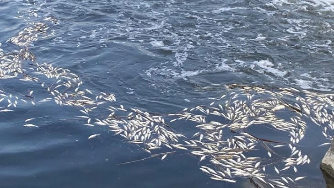 Dicle Nehri'nde telef olan binlerce balık su yüzeyine çıktı