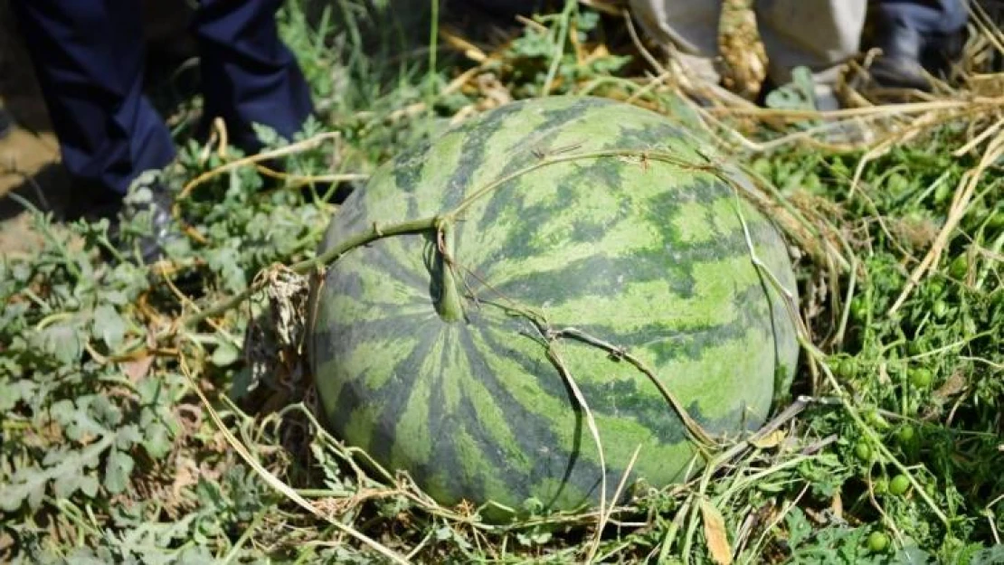 Diyarbakır'da 30 bin dekarda 121 ton karpuz hasadı