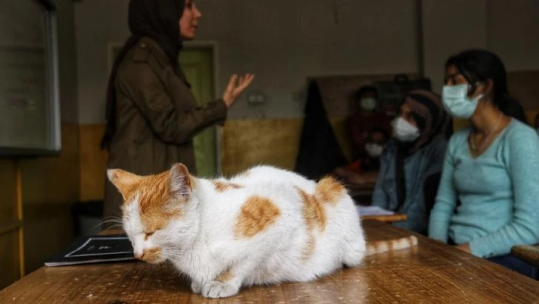 Diyarbakır'da tedavi edilen kediler, okulun maskotu oldu