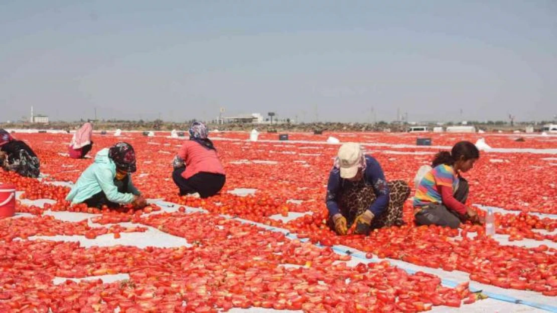 Diyarbakır Valisi Su, '2021 yılı içerisinde 127 bin 414 dekarda 376 bin 746 ton sebze üretimini gerçekleştirdik'