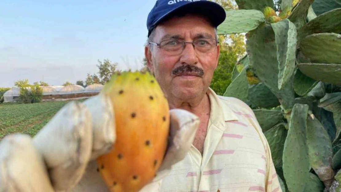 Doğada kendiliğinden yetişiyor, kilosu 60 TL'yi buluyor