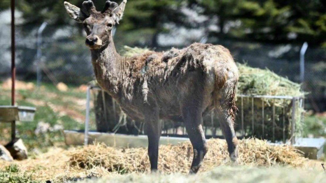 Doğal Yaşam Parkı'ndaki kızıl geyiklerin yeni yuvası Spil Dağı