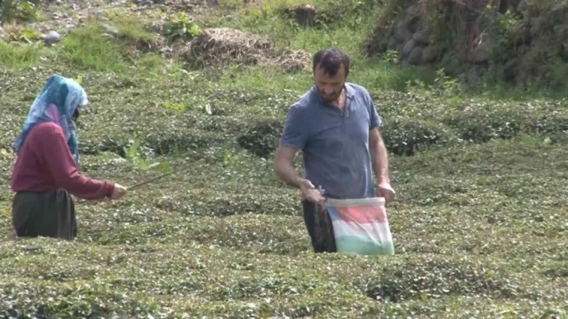 Doğu Karadeniz'i çay telaşı sardı