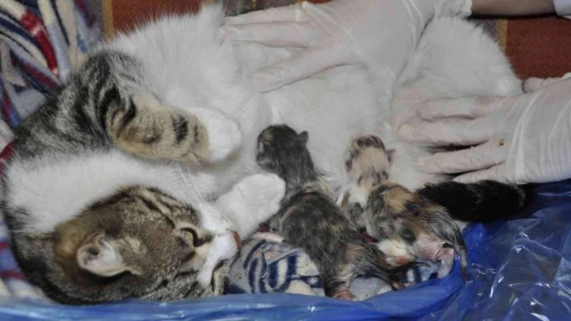 Doğum sancısı çeken kedi aile sağlığı merkezine geldi, doğumu burada yaptırıldı