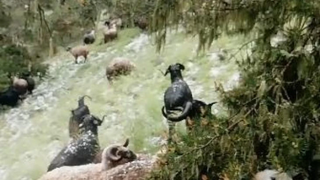 Doluya yakalanan sürü sahibi zor anlar yaşadı