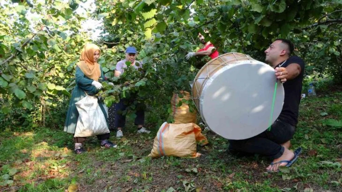 Düğün davuluyla 'fındık' hasadı