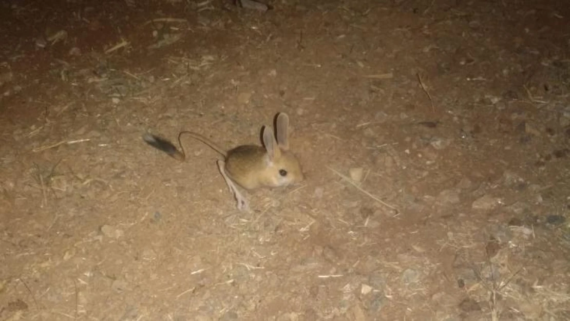 Dünyanın en ilginç hayvanlarından kanguru faresi Afşin'de görüldü