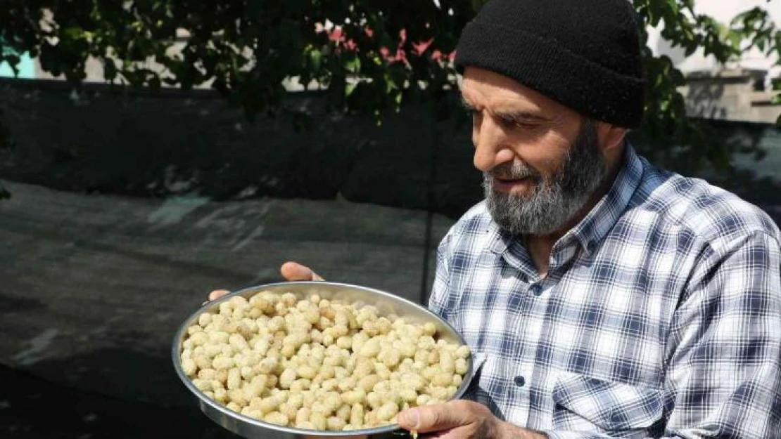 Dut hasadı başladı