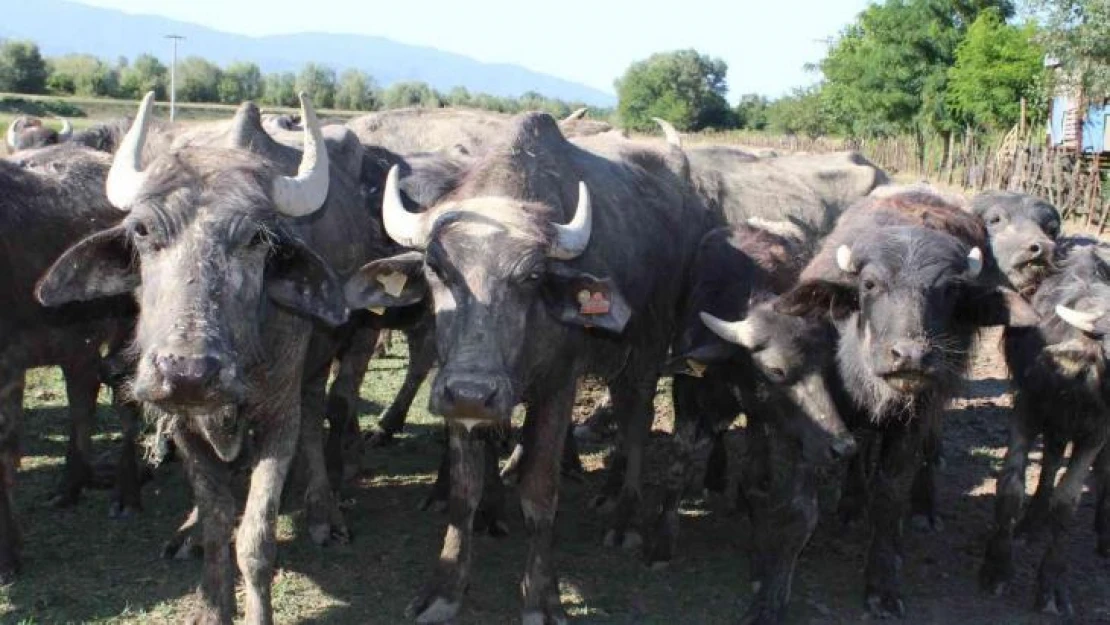 Düzce'de geçtiğimiz ay yaşanan sel, manda üretimini vurdu