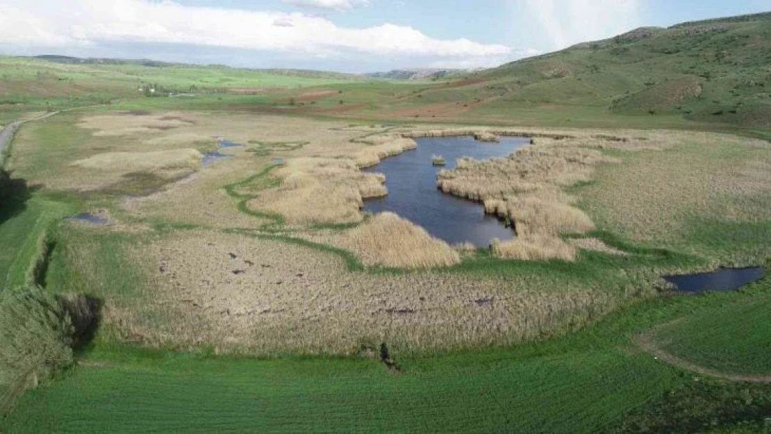 Habitat harikası göl, maden ocağı tehdidi altında