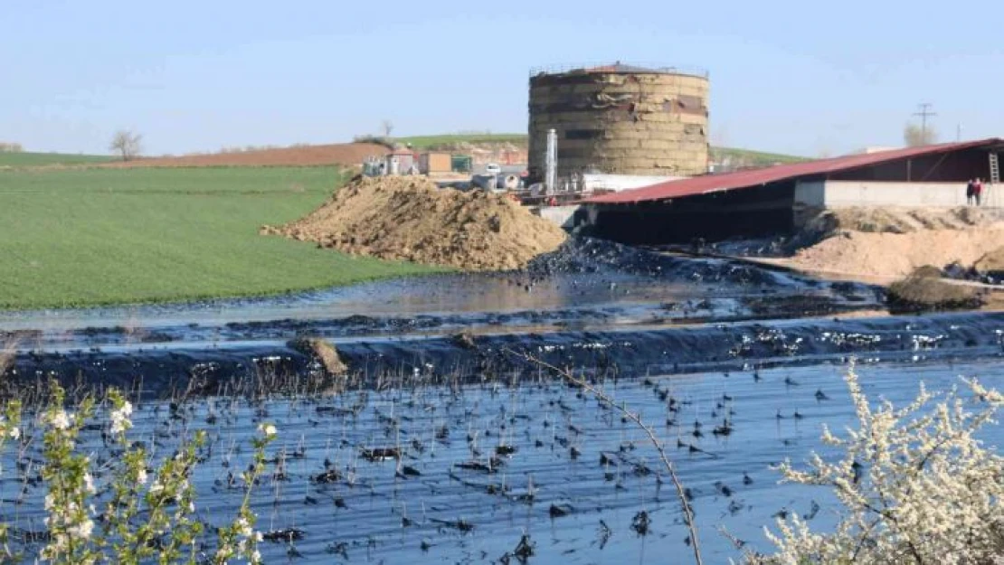 Edirne'de çevre katliamı: Tonlarca zift çevreye yayılıyor