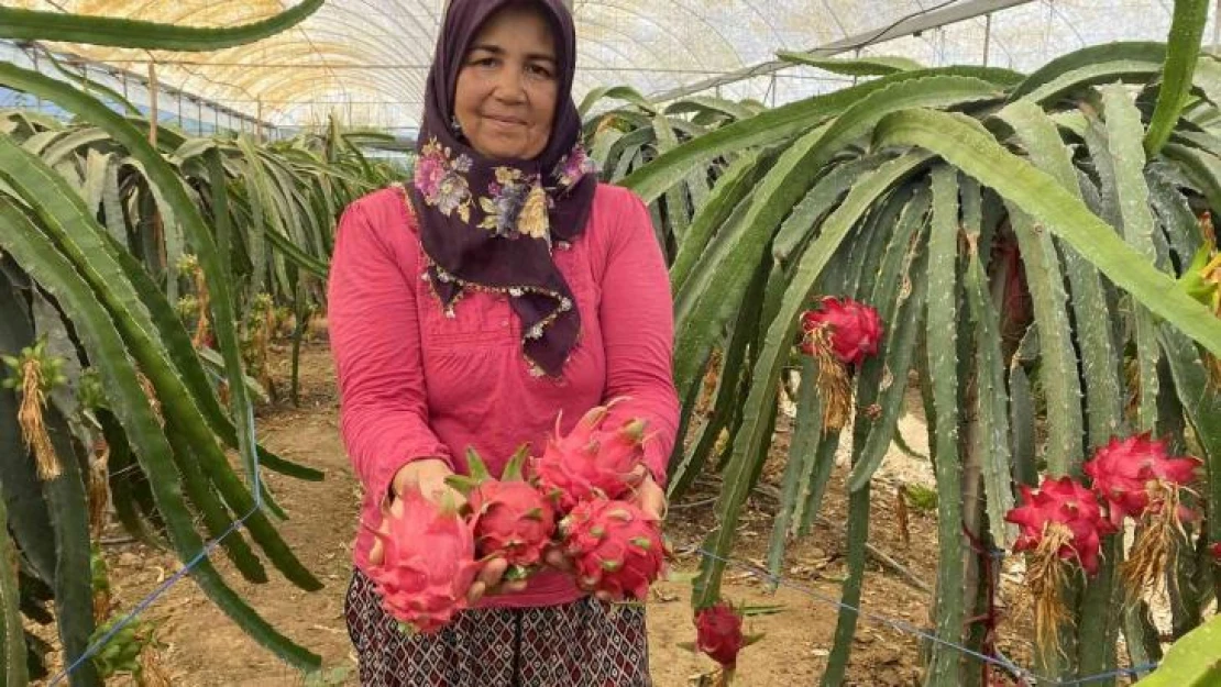 Ejder meyvesinde hasat başladı