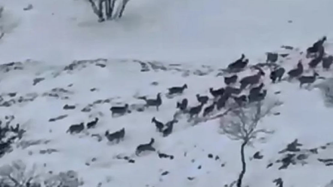 Elazığ'da dağ keçileri sürü halinde görüntülendi