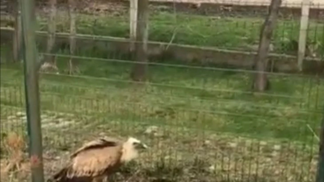 Elazığ'da yaralı akbaba tedavi altına alındı