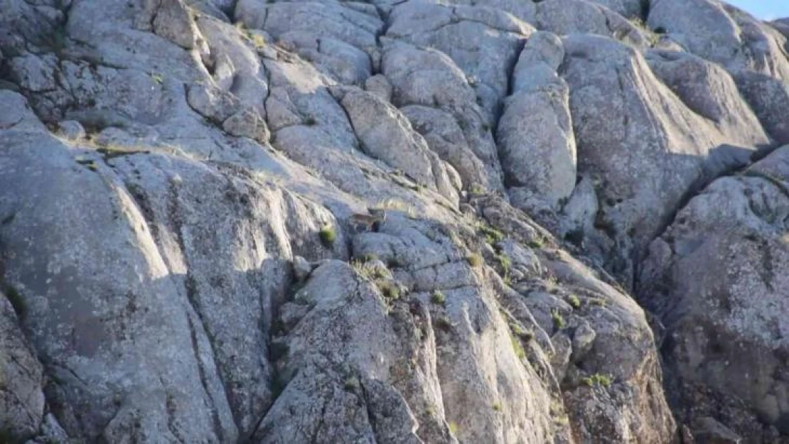 Elazığ'da yavru yaban keçisi görüldü