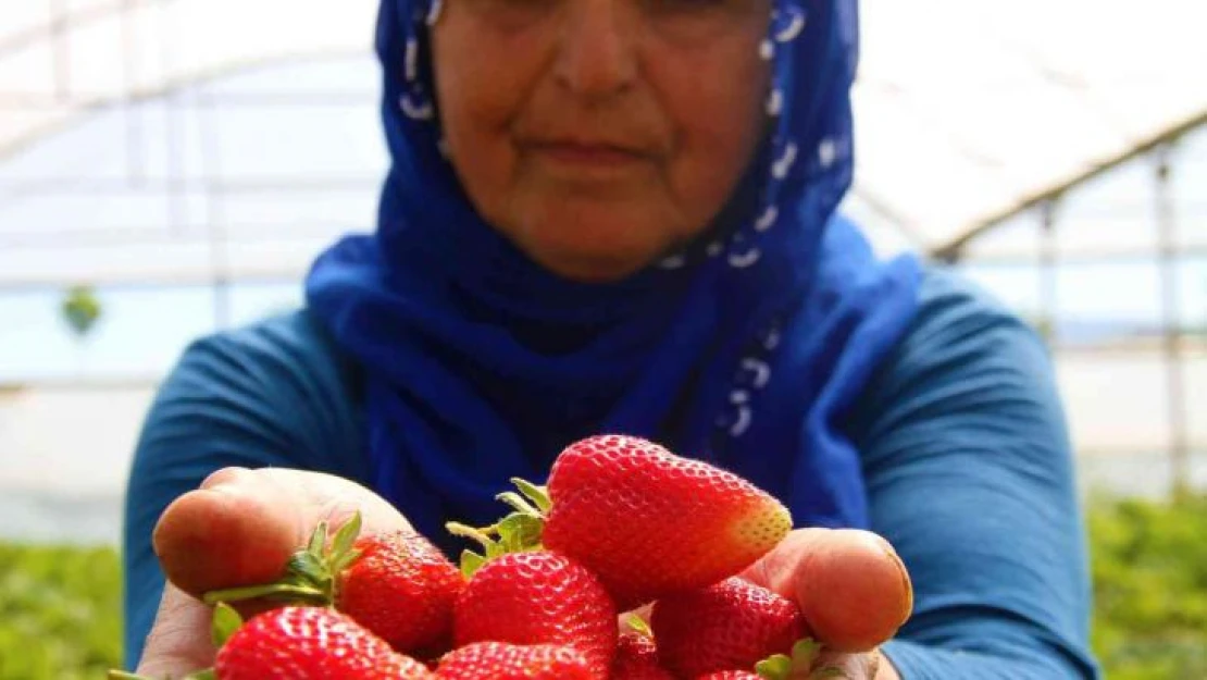 Elazığ'da yılın ilk örtü altı çilek hasadı başladı