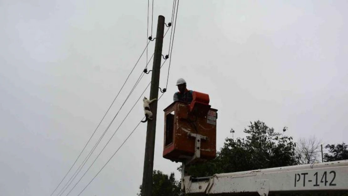 Elektrik direğinde mahsur kalan kedi, ekiplerden korkup kendisi indi