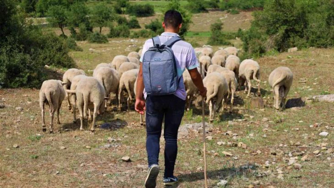 Elinde değneği, sırtında okul çantası, önünde koyunları