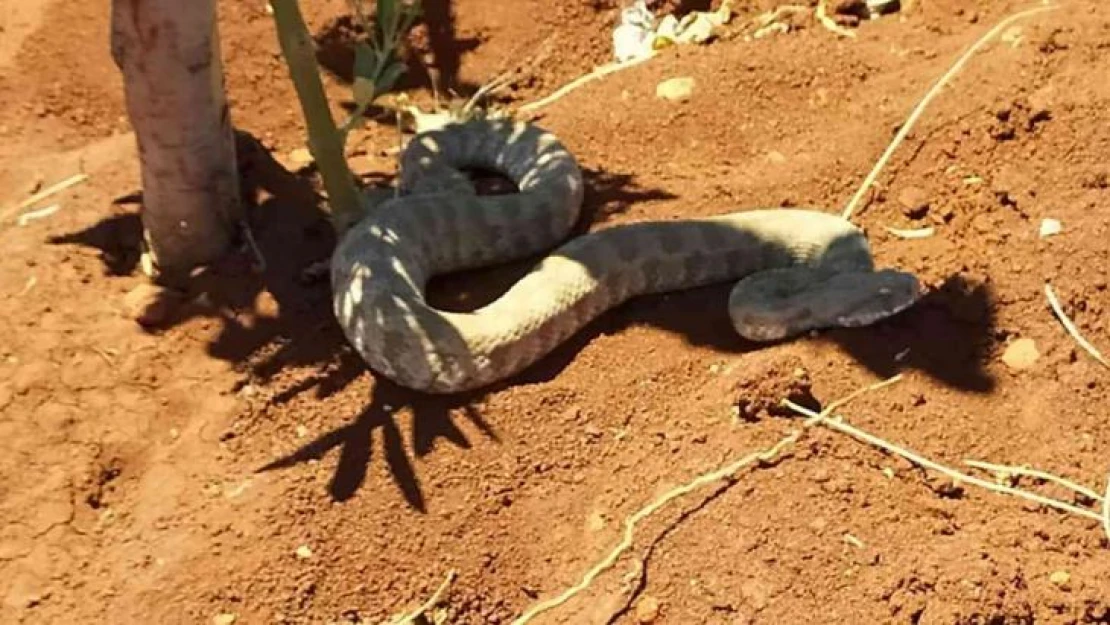 Engerek yılanına su içirmeye çalıştı