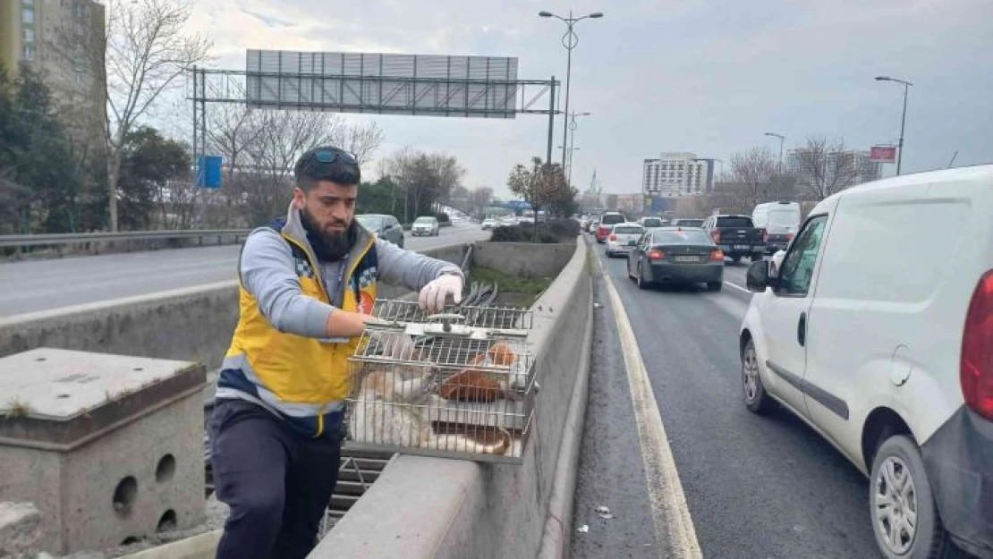 Esenler'de otobanda demirler arasında sıkışan kedi, belediye ekiplerince kurtarıldı