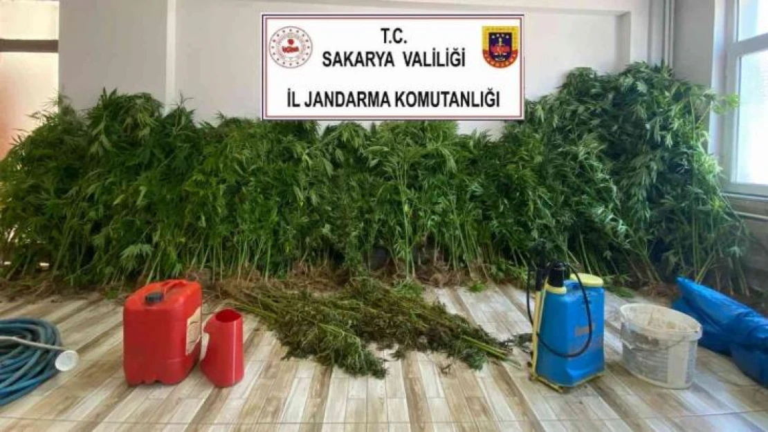 Fındık bahçesini uyuşturucu tarlasına çevirmişlerdi, jandarma yakaladı