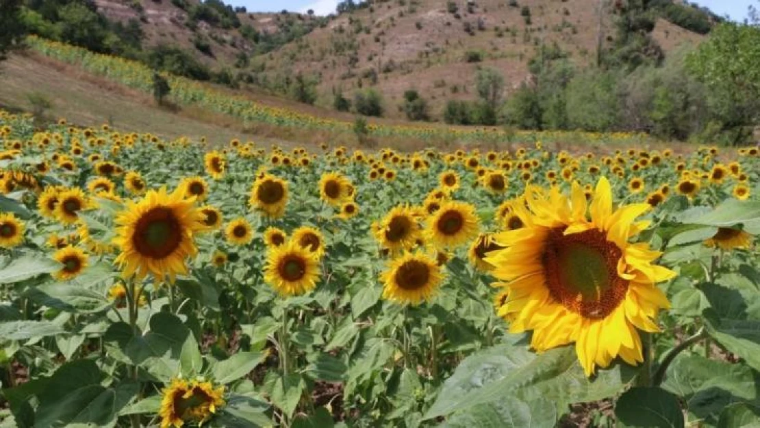 Fındık diyarı Ordu'da ayçiçeği üretiliyor