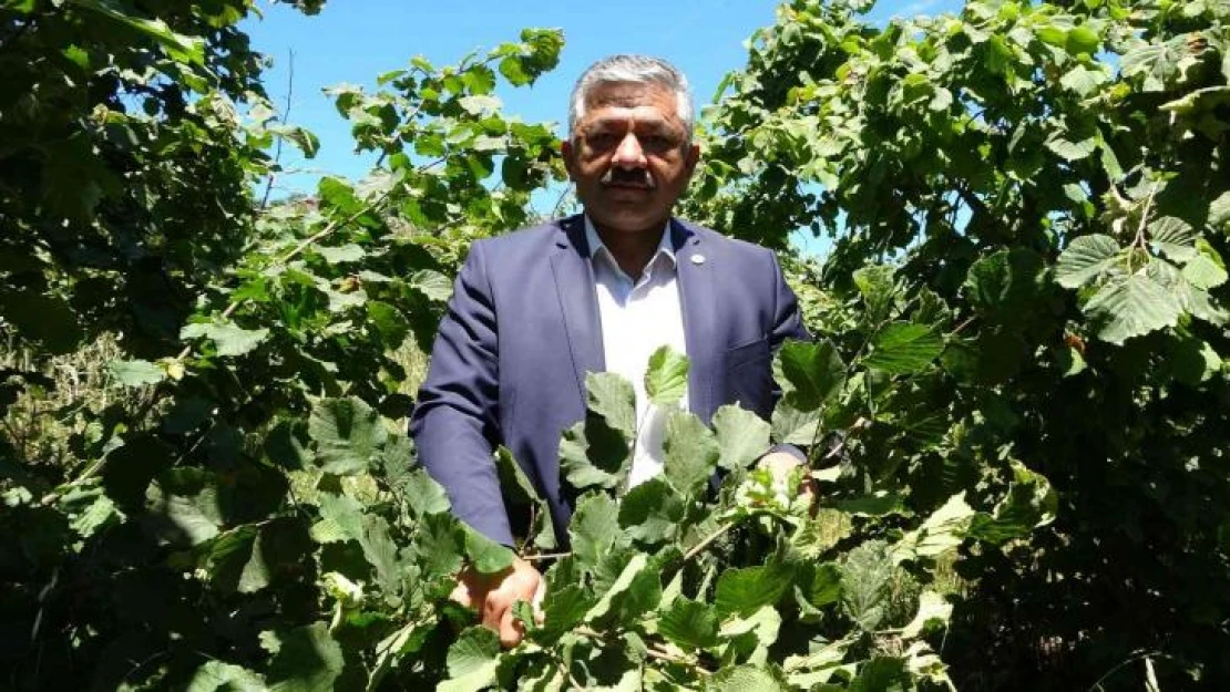 Fındıkta 'erken hasat' uyarısı