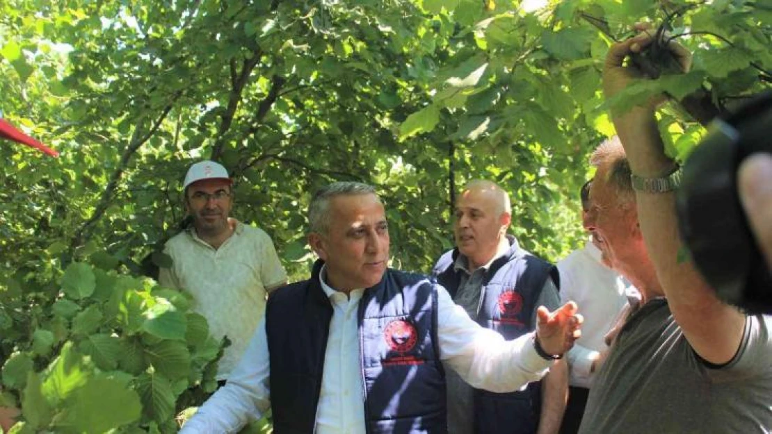 Fındıkta rekolte çalışmaları başladı