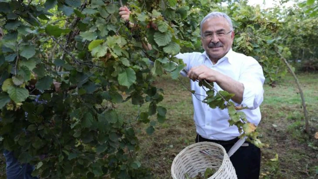 Fındıkta yerli işçi sıkıntısına 'Hilmi Güler Modeli'