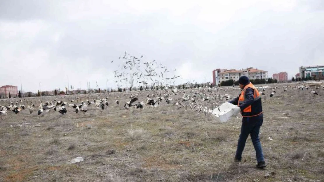 Fırtınada zorunlu iniş yapan leyleklere Konya Büyükşehir'den balık ikramı