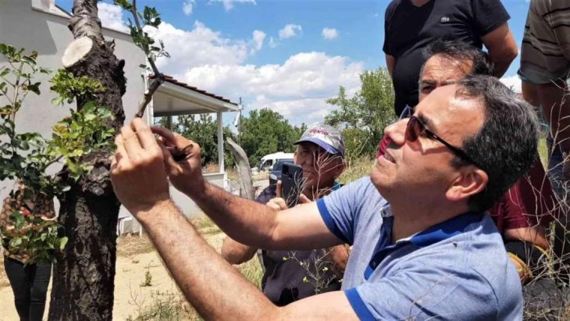 Fıstık kenti olma yolunda ilerleyen Karabük'te sakız ağaçları aşılanmaya başladı