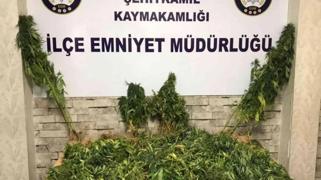 Gaziantep'te 104 kök Hint keneviri ele geçirildi