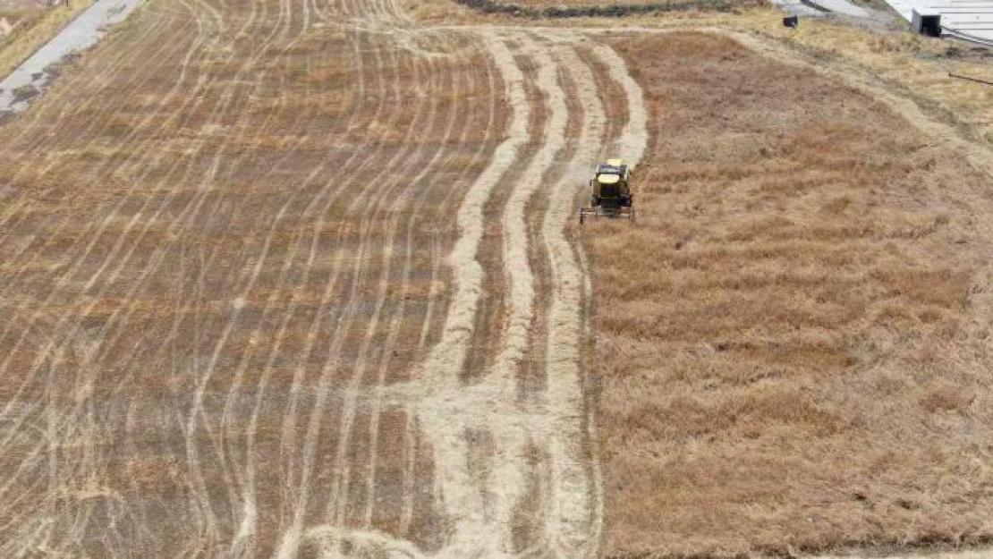 Geçmişi 7 bin yıla dayanan ata tohumunda hasat