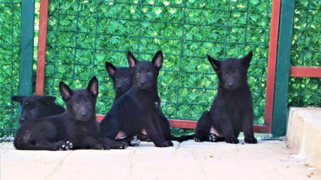 Geleceğin arama-kurtarma köpekleri böyle seçiliyor