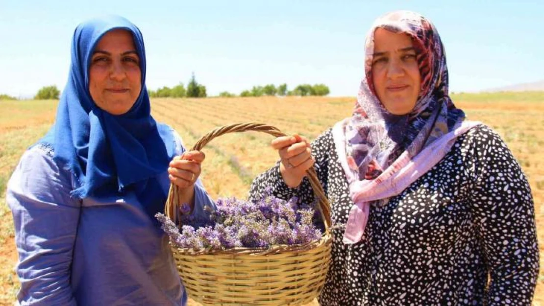 Gelin ve görümce sırt sırta verdi, ektikleri lavanta bahçesinden ilk hasat alındı