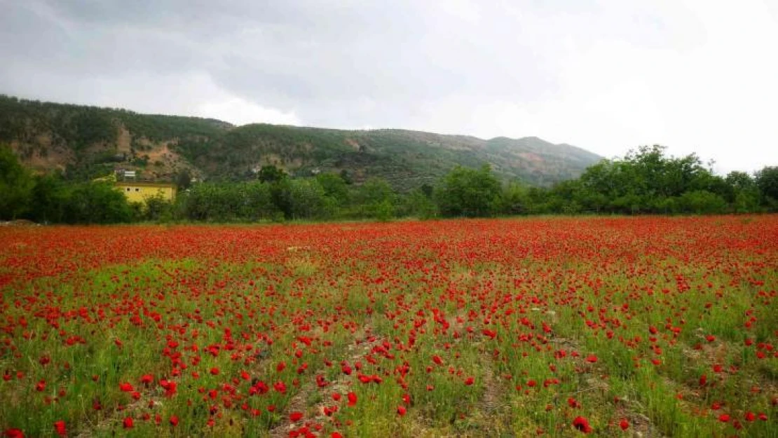 Gelincikler tarlaları süsledi