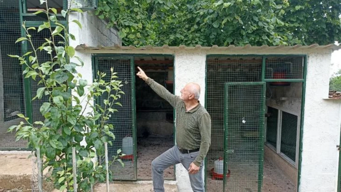 Girdiği çiftlikte hiçbir şeye dokunmayıp çıkıp giden ayı tedirgin etti