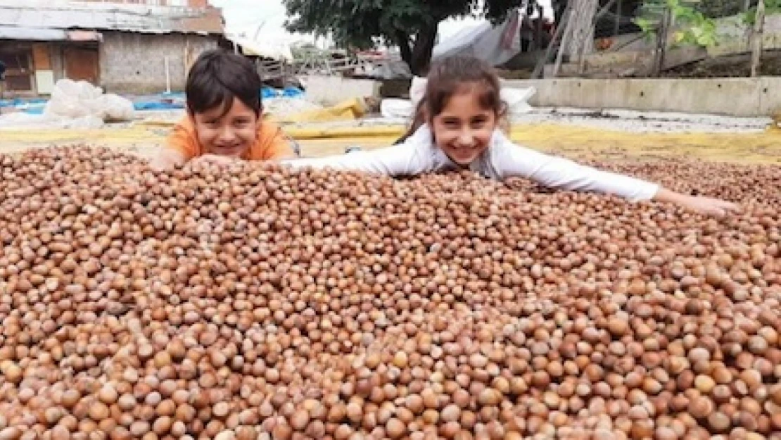 Giresun Ziraat Odaları, fındık işçilerinin ücretlerini belirledi