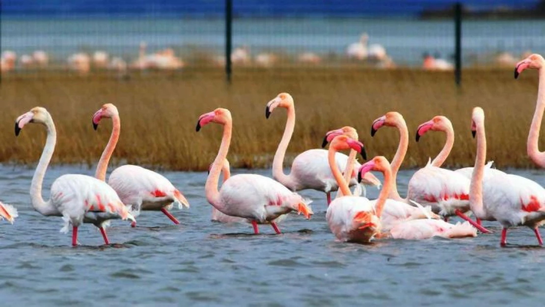 Göç etmeyen flamingolar yaz aylarını da Hersek Lagünü'nde geçiriyor