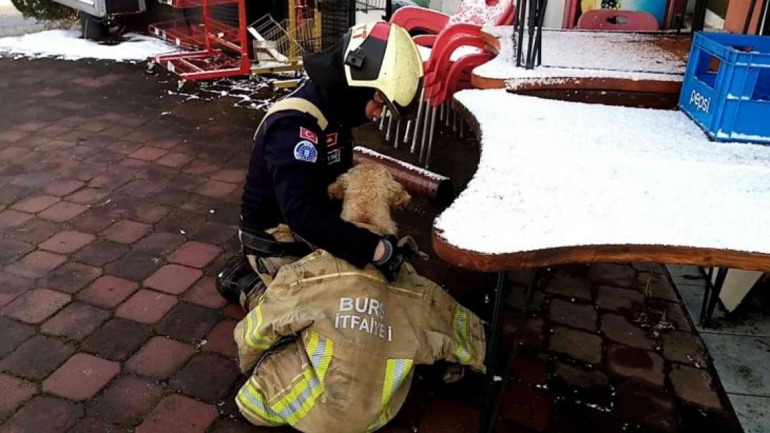 Göle düşen köpeği montuyla sararak ısıttı