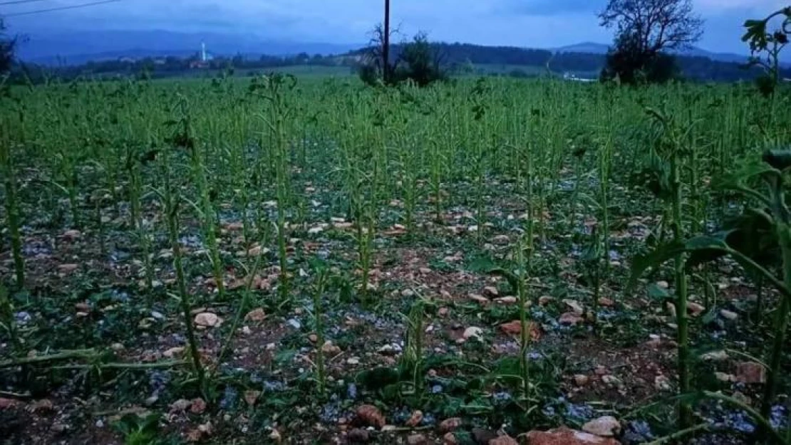 Göynük'te sel ve dolu hayatı olumsuz etkiledi