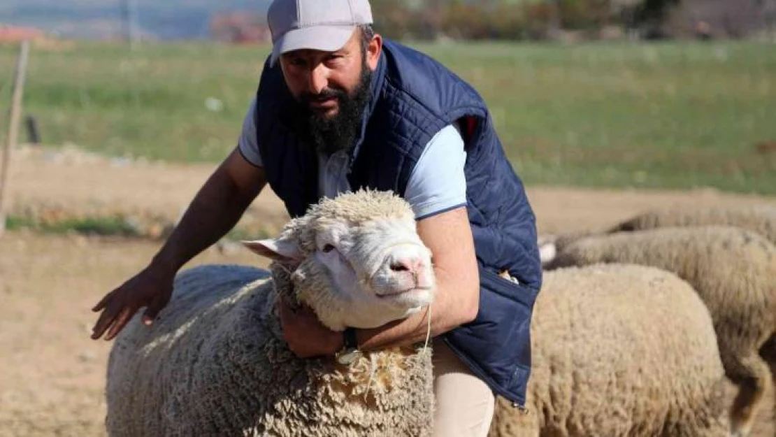 Gümüşhane'de 'Ile de France' ırkı koyunlar üreticinin yüzünü güldürüyor